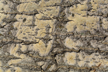 Texture, background of bark poplar