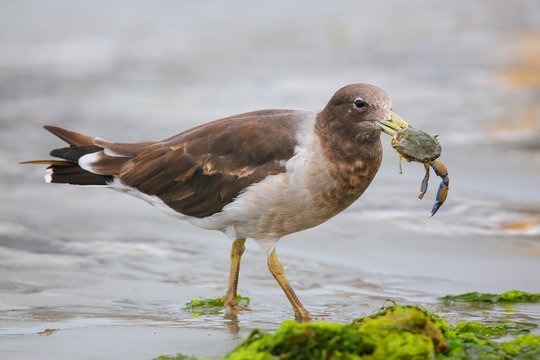 Belcher's Gull eating crab on the beach of Paracas Bay, Peru