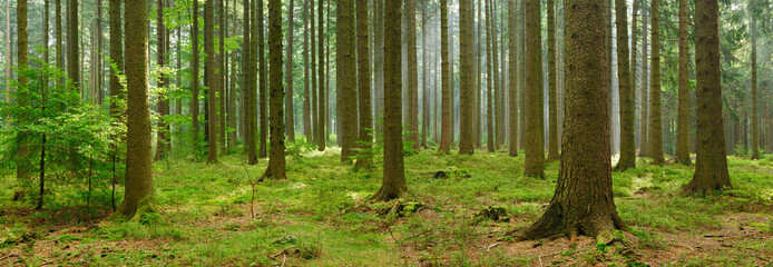 Obraz premium Spruce Tree Forest, Sunbeams through Fog, Creating a Mystic Atmosphere