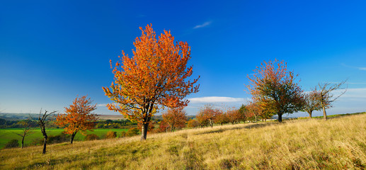 Obraz premium Autumn Landscape with Cherry Tree in Orchard, Leaves Changing Colour