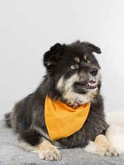 Finnish Lapphund dog portrait. Image taken in a studio.