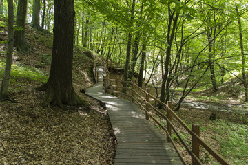 Footbridge wooden path in the woods.