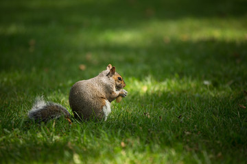 Eastern Grey Squirrel (Sciurus carolinensis)