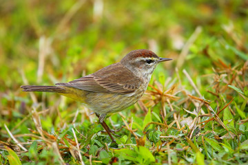 Obraz premium Palm warbler (Setophaga palmarum)