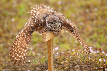 Burrowing Owl spreading wings in the rain
