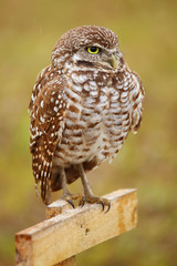 Burrowing Owl sitting on a pole