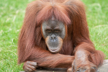 Orang outan - Pongo pygmaeus - en gros plan 