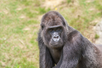 Fototapeta premium Gorille male - Gorilla - en gros plan 