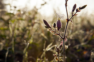 A lonely bloom on an early summer morning. Contour light. Sunrise. Background is not in focus.