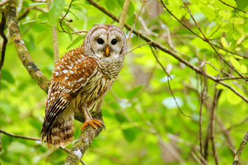 Naklejka premium Barred owl (Strix varia) sitting on a tree