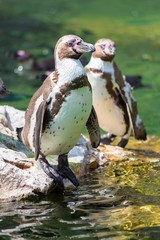 Humboldt Penguin stand on a rock