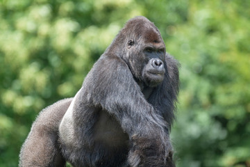 Gorille male - Gorilla - en gros plan 
