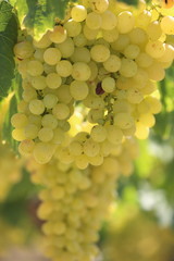 vendemmia uva bianca