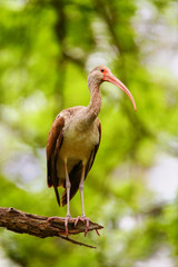 Immature white ibis sitting on a tree