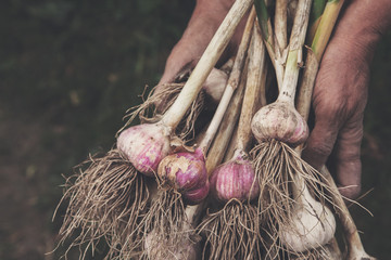 Organic garlic gathered at ecological farm in farmer's hands