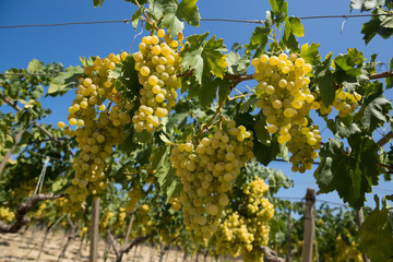 vendemmia uva bianca