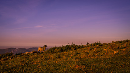 Cabra en lo alto de una colina