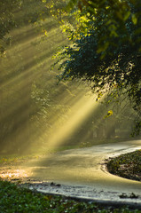 Light bursts on a forest road after the rain in Kosutnjak, Belgrade, Serbia