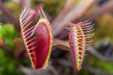 Macro of two  insectivorous venus fly trap (Dionaea muscipula) © Chrispo