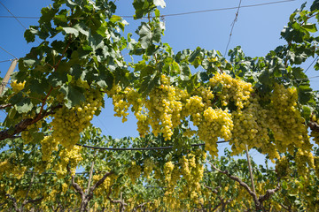 vendemmia uva bianca