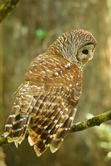 Barred owl (Strix varia) sitting on a tree