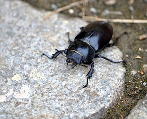 detail view - black beetles