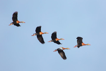 Black-bellied Whistling-Ducks  flying in blue sky