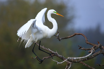 Great Egret (Ardea alba)