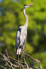 Great Blue Heron standing on a tree branch. It is the largest No
