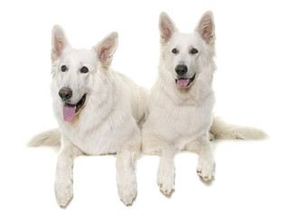 white swiss shepherds