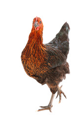 The Moscow Black chicken