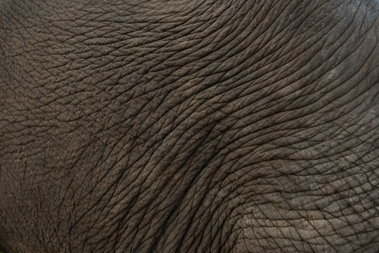 close up of skin elephant,village of elephant in Surin province,Thailand.