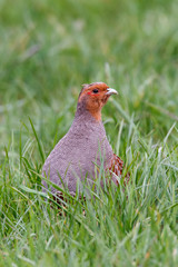 Rebhuhn auf einer Wiese