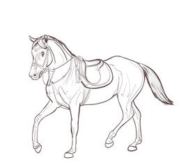 Obraz na płótnie Canvas horse line art drawing. vector