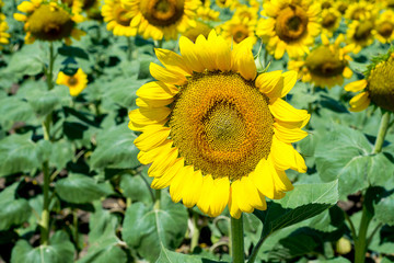Fototapeta premium field of blooming sunflowers on a background sunset, sunflower harvest. Seasonal hay fever.
