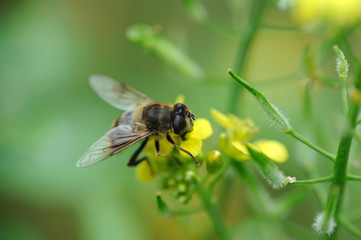 schwebfliege - hoverfly