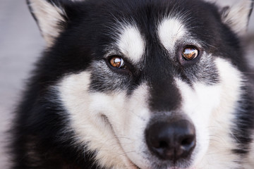 Portrait of dog breed is Malamute . 