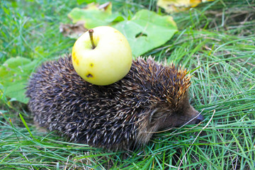 Hedgehog carry apple on the back