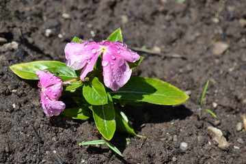 rain drops on a pink flower