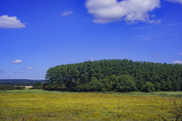 Fototapeta na wymiar Tree and grass field near Ford