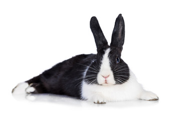 Dwarf rabbit lying isolated on white