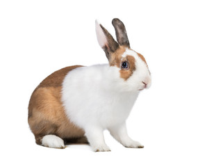 Red dwarf rabbit isolated on white
