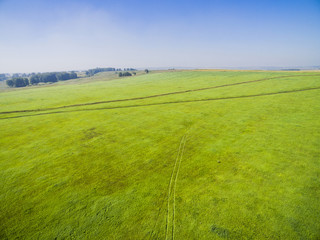 a bright green field with young shoots of winter rye and with traces of the wheels of the car