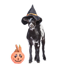 Funny dwarf goat with pumpkin and halloween hat on its head