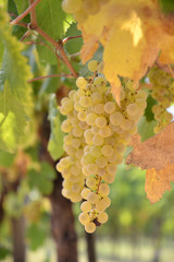 Fototapeta premium grappolo d'uva trebbiano