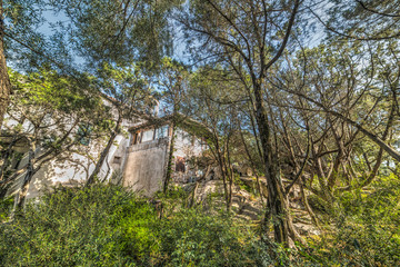 pine trees and white buildings