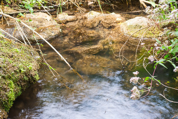 mosquitos in a small creek