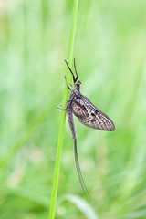 Eintagsfliege im Gras