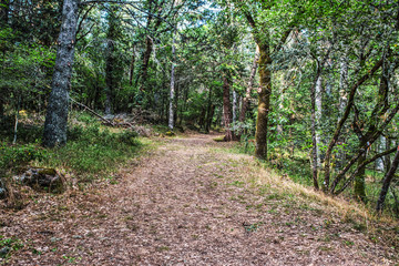 dirt path in the forest
