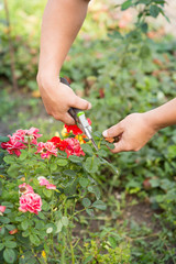 Man cuts off the rose